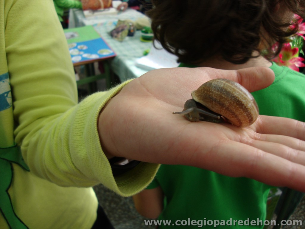 Feria animales 201100025