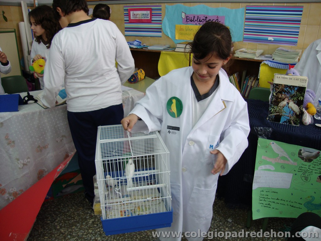 Feria animales 201100040